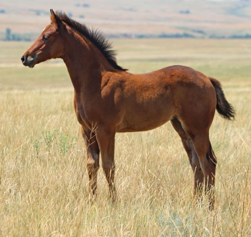 022 - French Flit Belle filly